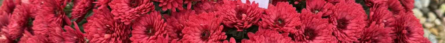 Pamięci drogich Nauczycieli i Pracowników ZSP w Twardogórze