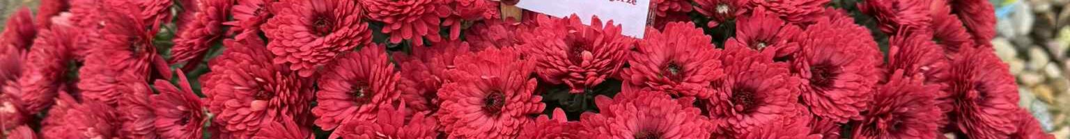 Pamięci drogich Nauczycieli i Pracowników ZSP w Twardogórze